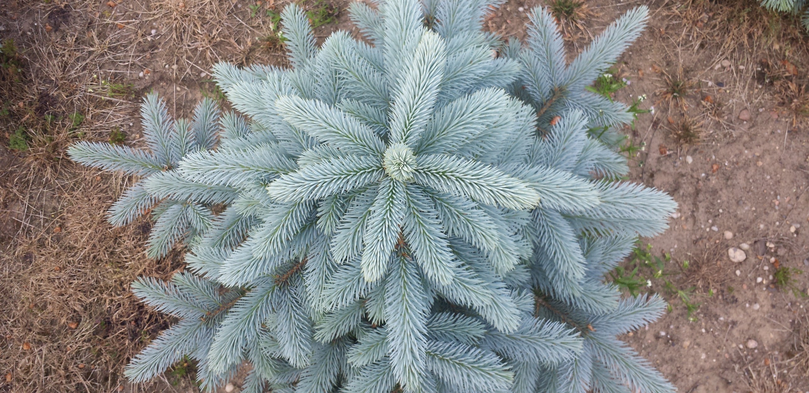 Ель колючая picea pungens. Ель Блю Сидлинг. Ель колючая Блю Сидлинг. Ель колючая супер Блю Сидлинг. Ель голубая колючая Picea pungens.